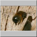 Anthophora plumipes - Pelzbiene w04.jpg